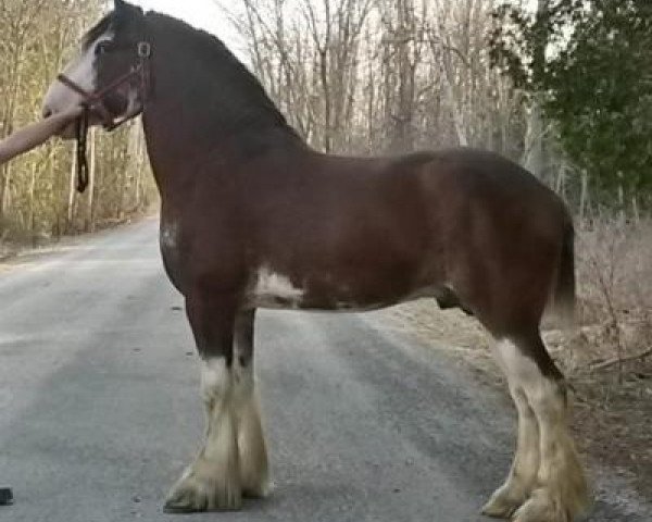 horse Brand AAA Majestic's Phillipe (Clydesdale, 2011, from Freedom Royal Majestic)