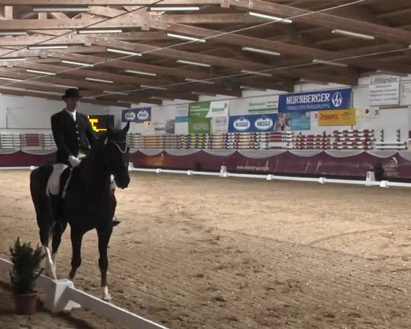 Dressurturnier Eicherloh - Laurent 2016