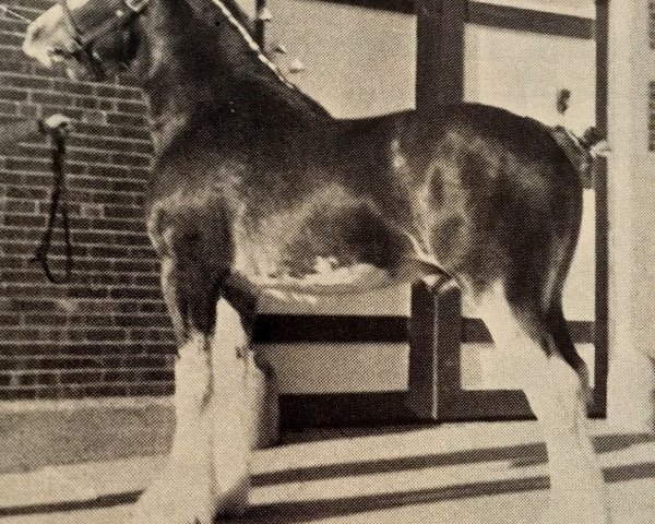 Deckhengst Brad-Ann's Majestic (Clydesdale, 1984, von Teddy Footprint)