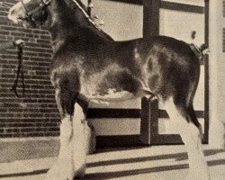 stallion Brad-Ann's Majestic (Clydesdale, 1984, from Teddy Footprint)