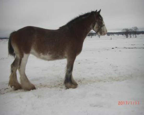 Zuchtstute Brad-Ann's Carly (Clydesdale, 2007, von Thistle Ridge AV's Seabiscuit)