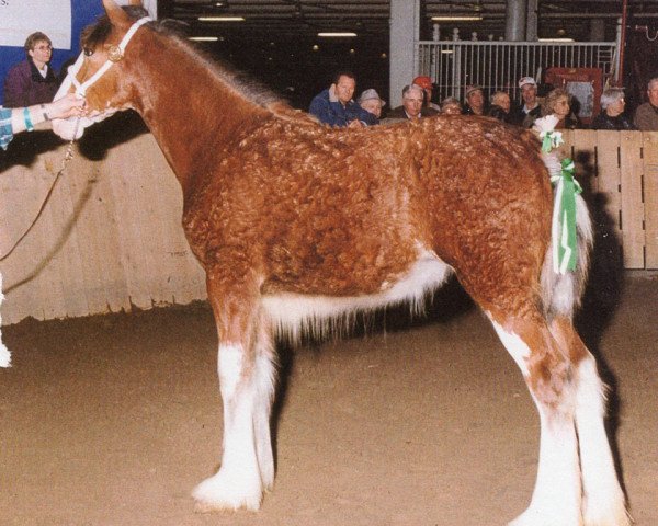 Zuchtstute Thistle Ridge Argyll Lucy (Clydesdale, 1999, von Commander Mark Argyll)