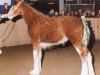 broodmare Thistle Ridge Argyll Lucy (Clydesdale, 1999, from Commander Mark Argyll)