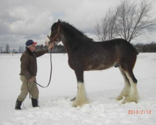 Deckhengst Thistle Ridge AV's Seabiscuit (Clydesdale, 2004, von Thistle Ridge Argyll Avery)