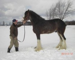 stallion Thistle Ridge AV's Seabiscuit (Clydesdale, 2004, from Thistle Ridge Argyll Avery)