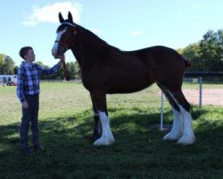 broodmare Brad Ann's Lilly (Clydesdale, 2015, from Thistle Ridge AV's Seabiscuit)