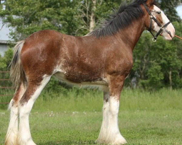 broodmare Boulder Bluff Xena (Clydesdale, 2010, from Doura Dominator)