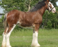 Zuchtstute Boulder Bluff Xena (Clydesdale, 2010, von Doura Dominator)