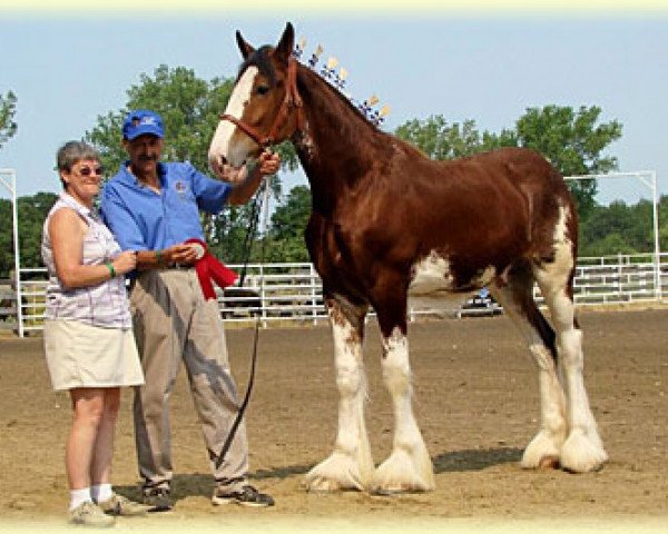 stallion Boulder Bluff Winston (Clydesdale, 2009, from Maple Stone Dufferin)