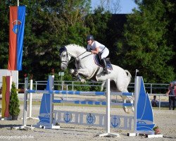 jumper Cassiocay HG (Oldenburg show jumper, 2011, from Califax)