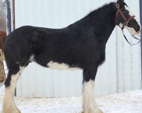 broodmare Boulder Bluff Victoria (Clydesdale, 2006, from D Jay's Sir El Gus)