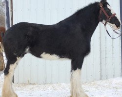 Zuchtstute Boulder Bluff Victoria (Clydesdale, 2006, von D Jay's Sir El Gus)