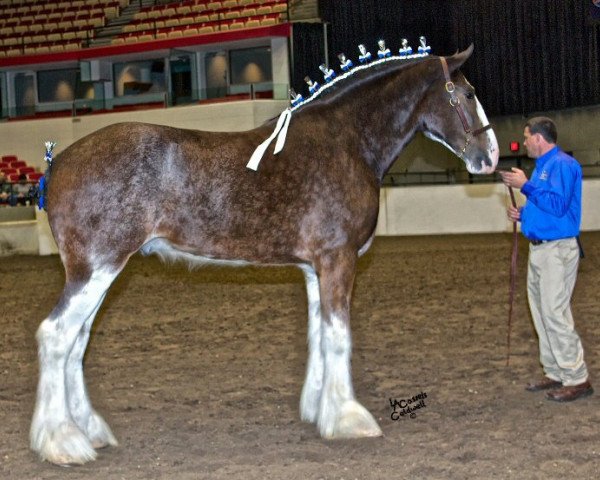 horse Boulder Bluff Trevor (Clydesdale, 2008, from Doura Dominator)