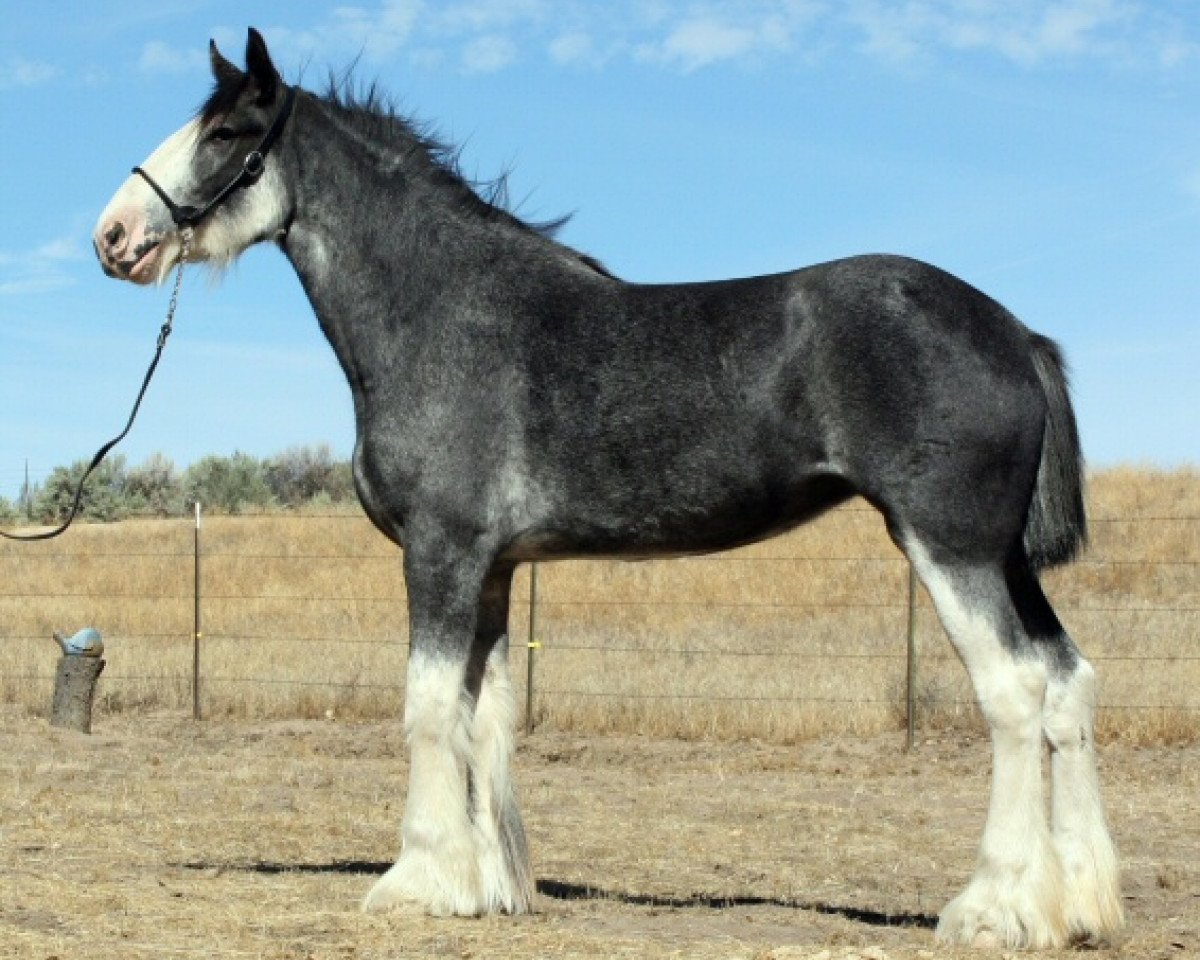 Zuchtstute Boulder Bluff Sweet Laura (Clydesdale, 2009, von Renaissance Prince Avery)