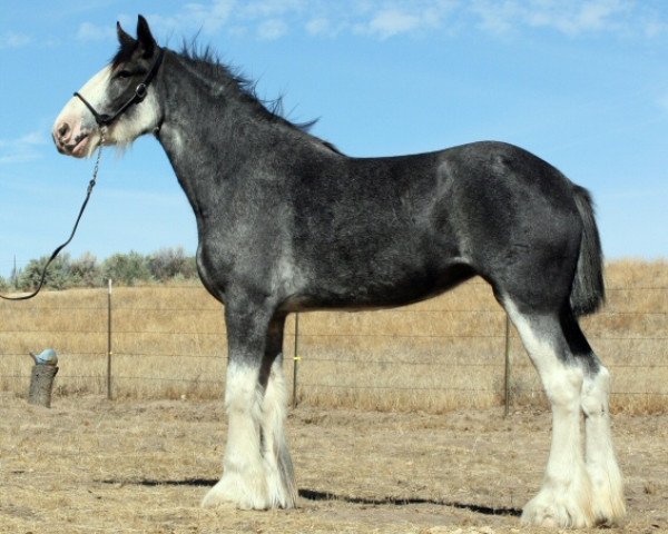 Zuchtstute Boulder Bluff Sweet Laura (Clydesdale, 2009, von Renaissance Prince Avery)