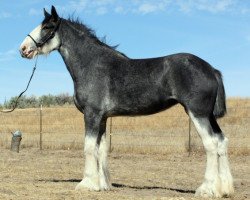 broodmare Boulder Bluff Sweet Laura (Clydesdale, 2009, from Renaissance Prince Avery)