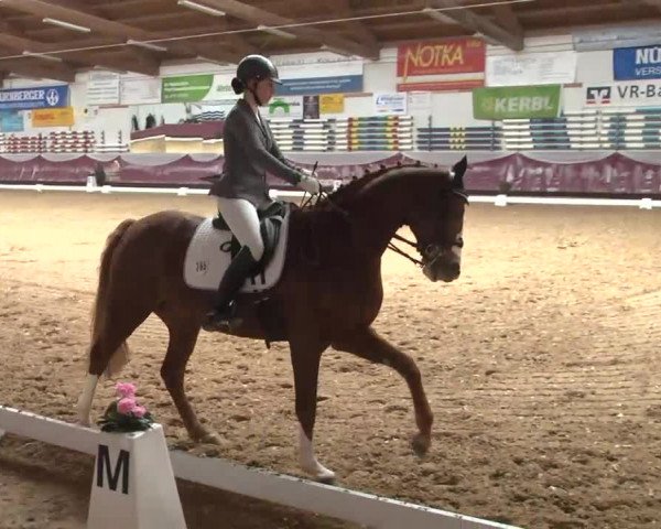 Dressurturnier Eicherloh - Laurent 2016