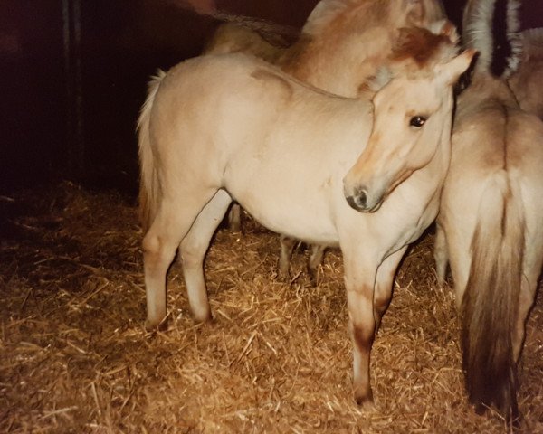 Pferd Idefix (Fjordpferd, 1991, von Illiano)