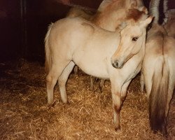 horse Idefix (Fjord Horse, 1991, from Illiano)