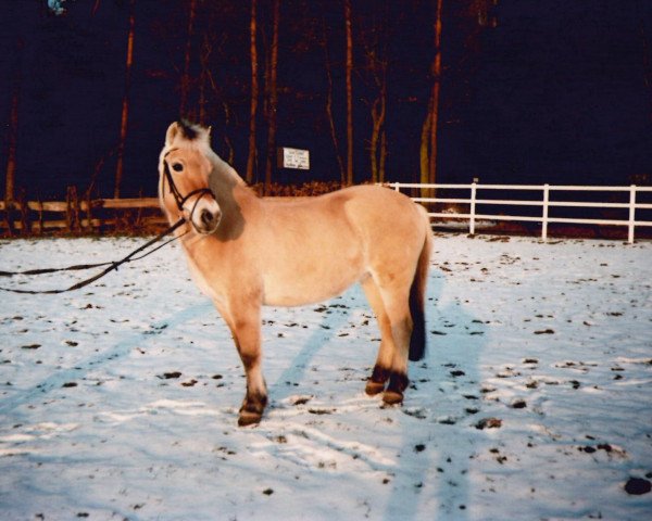 Zuchtstute Heavy (Fjordpferd, 1987, von Hoimar)