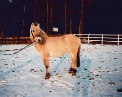 Zuchtstute Heavy (Fjordpferd, 1987, von Hoimar)