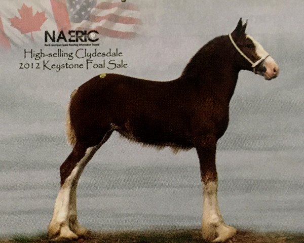 broodmare Boulder Bluff Sierra (Clydesdale, 2012, from Willow Way Conor)