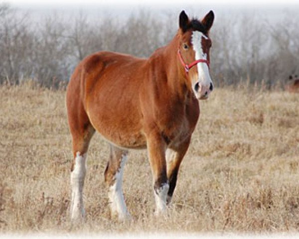 Zuchtstute Boulder Bluff Savannah (Clydesdale, 2006, von Hatfield Elite)