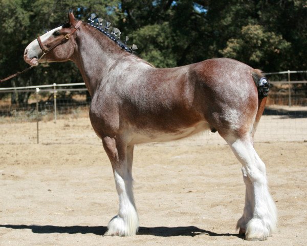 horse Boulder Bluff Prince Edward (Clydesdale, 2003, from Windy Ridge Prince Charles)