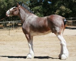 horse Boulder Bluff Prince Edward (Clydesdale, 2003, from Windy Ridge Prince Charles)