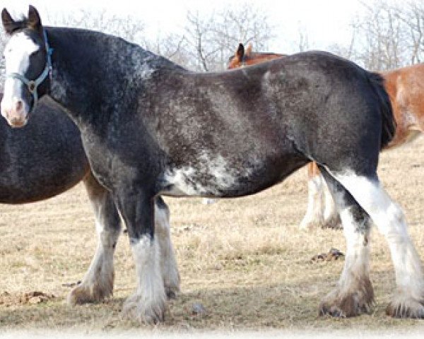 Zuchtstute Boulder Bluff Polly (Clydesdale, 2005, von Joseph Lake's Geronimo)