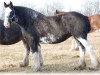 broodmare Boulder Bluff Polly (Clydesdale, 2005, from Joseph Lake's Geronimo)