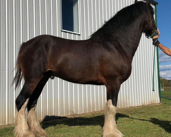 Deckhengst Boulder Bluff PH Ben (Clydesdale, 2014, von Hatfield Front Runner)