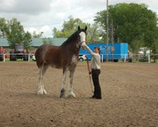 Zuchtstute Boulder Bluff Nicole (Clydesdale, 2003, von Windy Ridge Prince Charles)