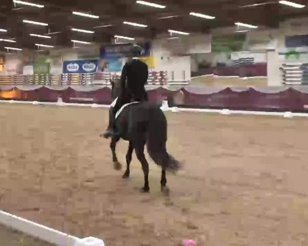 Dressurturnier Eicherloh - Laurent 2016