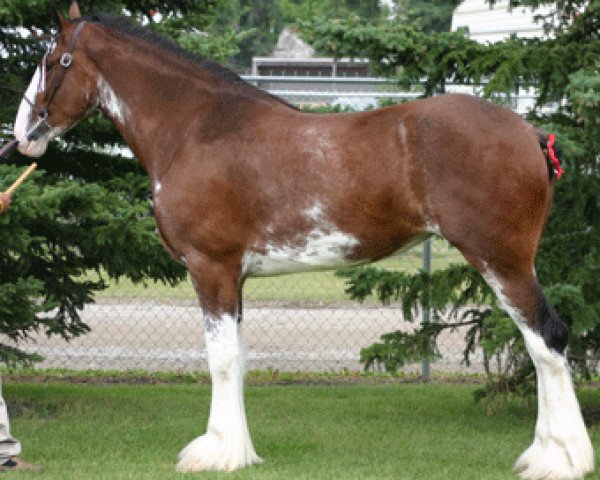 broodmare Boulder Bluff Naomi (Clydesdale, 2003, from Weidmen's View Sebastien)