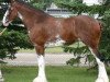 Zuchtstute Boulder Bluff Naomi (Clydesdale, 2003, von Weidmen's View Sebastien)