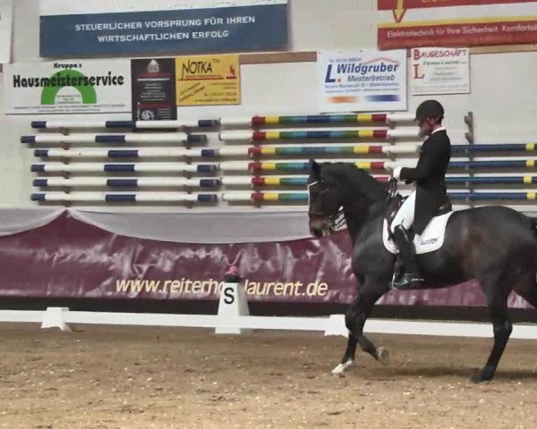 Dressurturnier Eicherloh - Laurent 2016