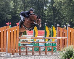 stallion Casco Bravo (Hanoverian, 2015, from Cascadello)