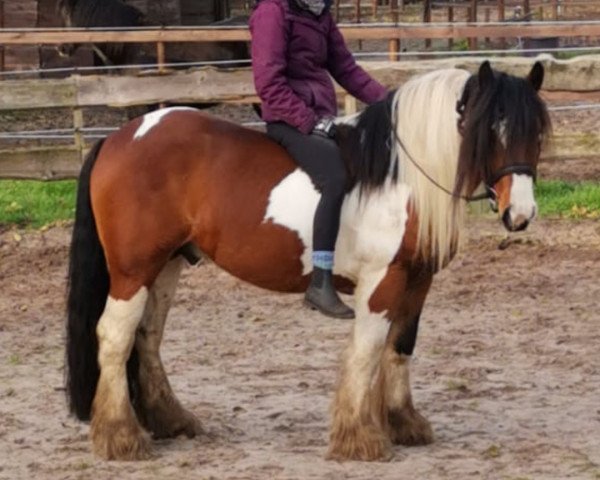 Deckhengst Duncom 2 der Highlander (Tinker / Irish Cob / Gypsy Vanner, 2014, von Duncom der Highlander)