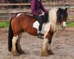 stallion Duncom 2 der Highlander (Tinker / Irish Cob / Gypsy Vanner, 2014, from Duncom der Highlander)