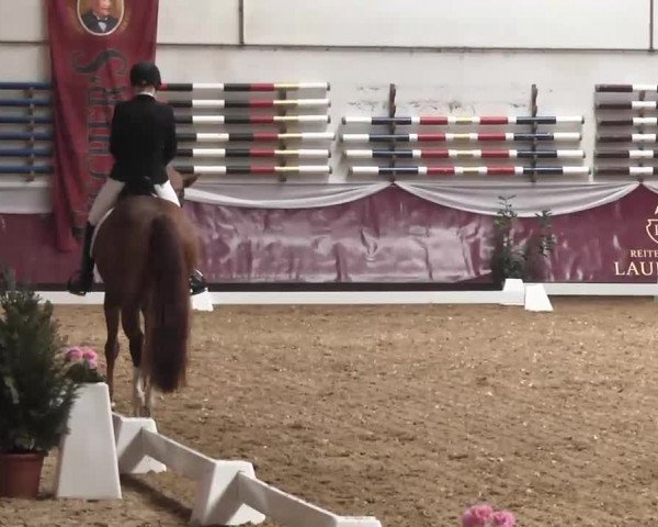 Dressurturnier Eicherloh - Laurent 2016