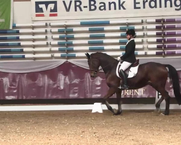 Dressurturnier Eicherloh - Laurent 2016