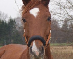 dressage horse Felicity 21 (Hanoverian, 2005, from Fürst Heinrich)