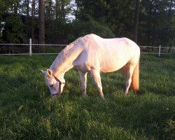 dressage horse Footloose W (Westfale, 2003, from Fürst Piccolo)