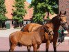 jumper Dynamite Deluxe 10 (Oldenburg show jumper, 2018, from Diamant de Plaisir)