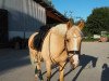 dressage horse Chico Belisimo (German Riding Pony, 2012, from FS Champion de Luxe)