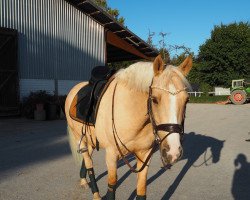 dressage horse Chico Belisimo (German Riding Pony, 2012, from FS Champion de Luxe)