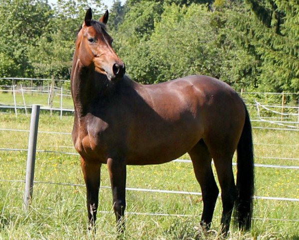 broodmare Palanga (Trakehner, 2008, from Kaiserkult TSF)