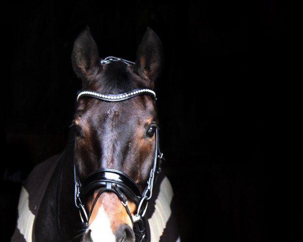 dressage horse Sandalo (Hanoverian, 2008, from Stalypso)