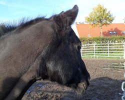 dressage horse Mannulus (German Riding Pony, 2001, from Maestro)